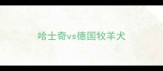 哈士奇vs德国牧羊犬