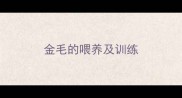 金毛的喂养及训练