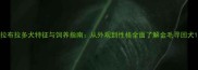 拉布拉多犬特征与饲养指南从外观到性格全面了解金毛寻回犬