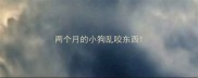 两个月的小狗乱咬东西
