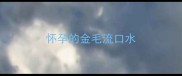 怀孕的金毛流口水