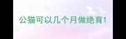 公猫可以几个月做绝育