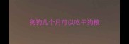 狗狗几个月可以吃干狗粮
