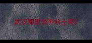 武汉哪里领养哈士奇