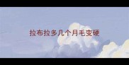拉布拉多几个月毛变硬
