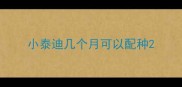 小泰迪几个月可以配种