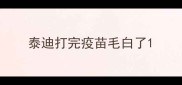 泰迪打完疫苗毛白了
