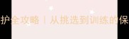 哈士奇养护全攻略从挑选到训练的保姆级指南