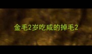 金毛2岁吃咸的掉毛