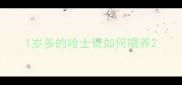 1岁多的哈士奇如何喂养