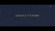 边牧幼犬几个月开始教