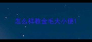 怎么样教金毛大小便