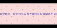 宠物养护指南拉布拉多前耳犬种特征与科学养护全攻略