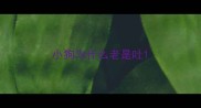 小狗为什么老是吐