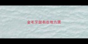 金毛牙龈有些地方黑
