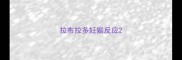拉布拉多妊娠反应