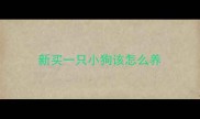 新买一只小狗该怎么养
