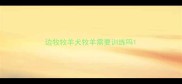 边牧牧羊犬牧羊需要训练吗