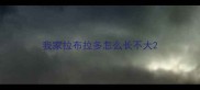 我家拉布拉多怎么长不大