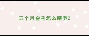 五个月金毛怎么喂养
