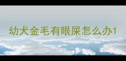 幼犬金毛有眼屎怎么办