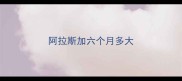 阿拉斯加六个月多大