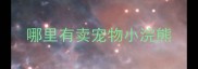 哪里有卖宠物小浣熊