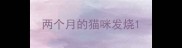 两个月的猫咪发烧