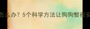 泰迪犬半夜不睡觉怎么办5个科学方法让狗狗整夜安睡附真实案例
