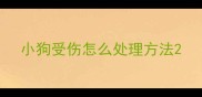 小狗受伤怎么处理方法