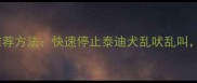 5个专业训犬师推荐方法快速停止泰迪犬乱吠乱叫安静训练全攻略