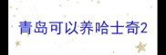 青岛可以养哈士奇