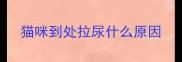 猫咪到处拉尿什么原因