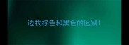 边牧棕色和黑色的区别