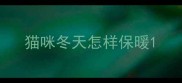 猫咪冬天怎样保暖