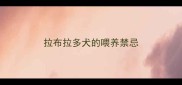 拉布拉多犬的喂养禁忌