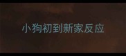 小狗初到新家反应
