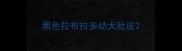 黑色拉布拉多幼犬肚皮