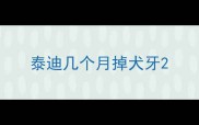 泰迪几个月掉犬牙