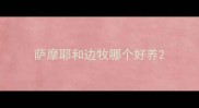 萨摩耶和边牧哪个好养