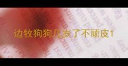 边牧狗狗几岁了不顽皮