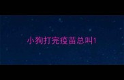小狗打完疫苗总叫