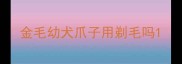 金毛幼犬爪子用剃毛吗