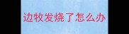 边牧发烧了怎么办
