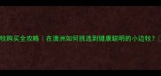 边牧购买全攻略在澳洲如何挑选到健康聪明的小边牧