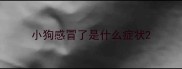 小狗感冒了是什么症状
