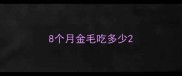 8个月金毛吃多少