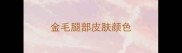 金毛腿部皮肤颜色