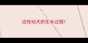 边牧幼犬的生长过程