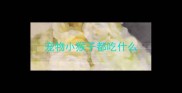 宠物小猴子都吃什么